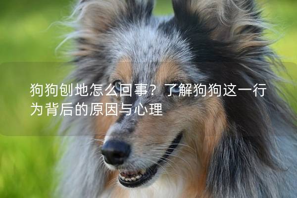 狗狗刨地怎么回事？了解狗狗这一行为背后的原因与心理