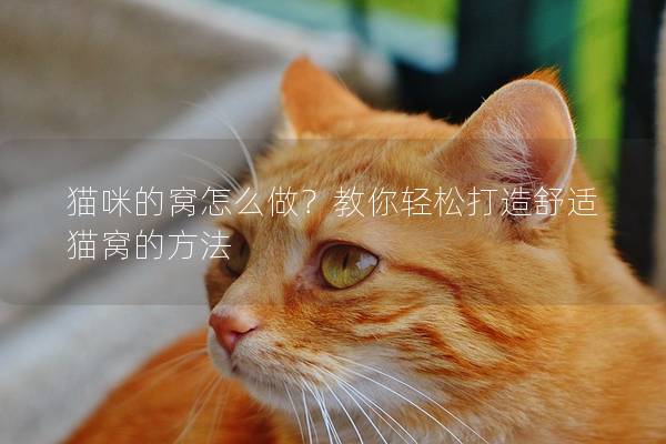 猫咪的窝怎么做？教你轻松打造舒适猫窝的方法