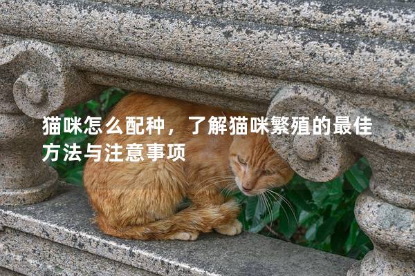 猫咪怎么配种，了解猫咪繁殖的最佳方法与注意事项