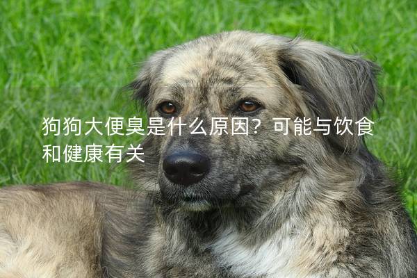 狗狗大便臭是什么原因？可能与饮食和健康有关