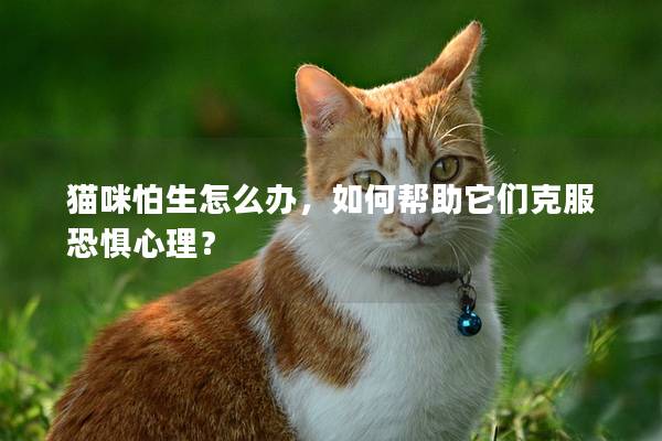 猫咪怕生怎么办，如何帮助它们克服恐惧心理？