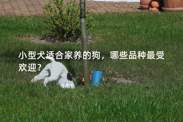 小型犬适合家养的狗，哪些品种最受欢迎？