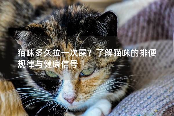 猫咪多久拉一次屎？了解猫咪的排便规律与健康信号