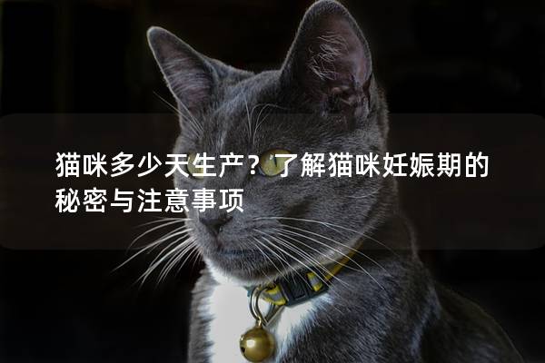 猫咪多少天生产？了解猫咪妊娠期的秘密与注意事项