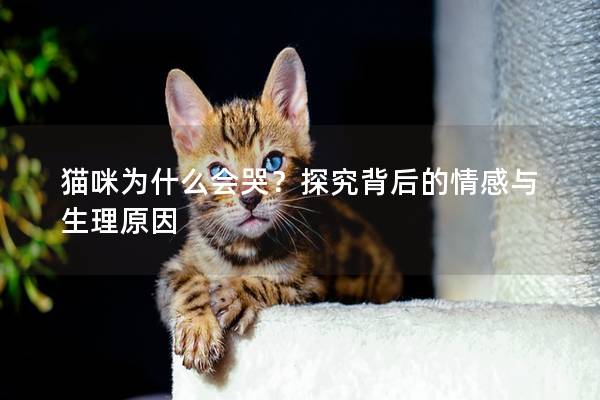 猫咪为什么会哭？探究背后的情感与生理原因