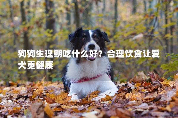 狗狗生理期吃什么好？合理饮食让爱犬更健康