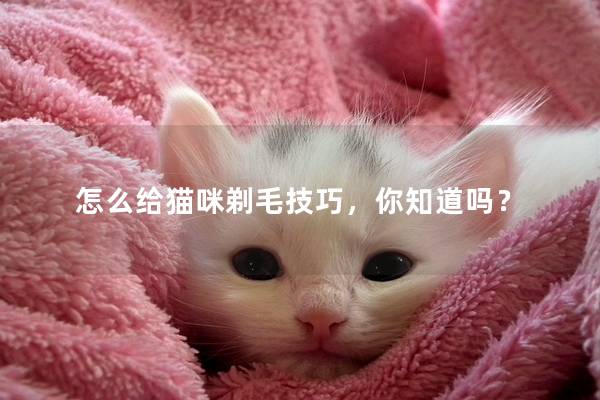 怎么给猫咪剃毛技巧，你知道吗？