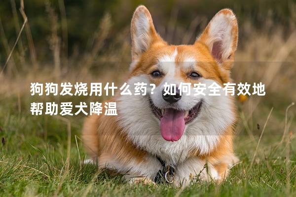 狗狗发烧用什么药？如何安全有效地帮助爱犬降温