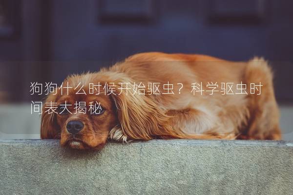 狗狗什么时候开始驱虫？科学驱虫时间表大揭秘