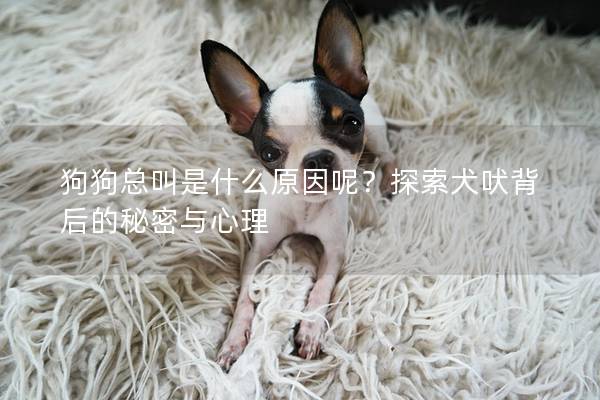 狗狗总叫是什么原因呢？探索犬吠背后的秘密与心理