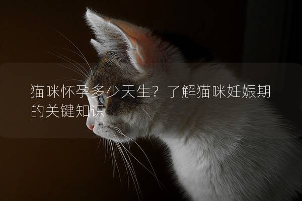 猫咪怀孕多少天生？了解猫咪妊娠期的关键知识