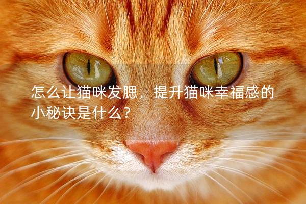 怎么让猫咪发腮，提升猫咪幸福感的小秘诀是什么？