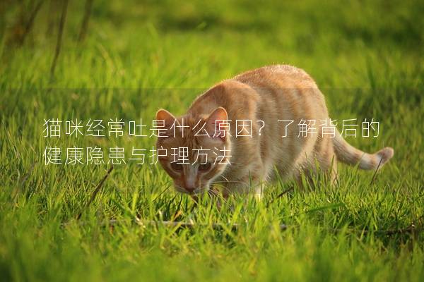 猫咪经常吐是什么原因？了解背后的健康隐患与护理方法