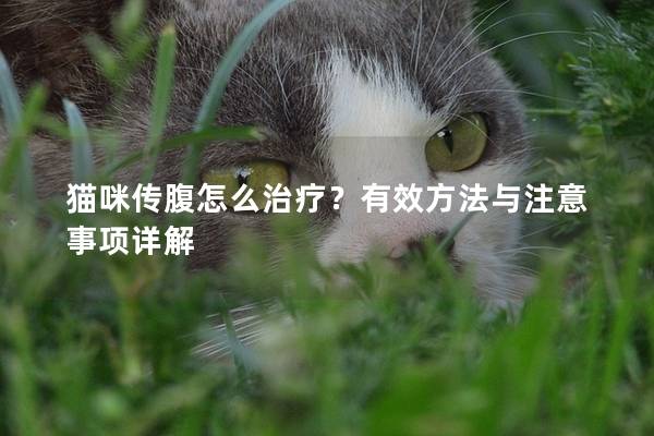 猫咪传腹怎么治疗？有效方法与注意事项详解