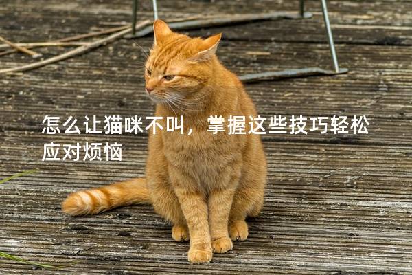 怎么让猫咪不叫，掌握这些技巧轻松应对烦恼