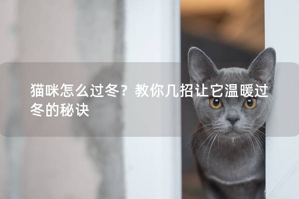 猫咪怎么过冬？教你几招让它温暖过冬的秘诀