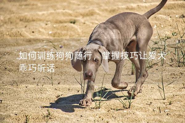 如何训练狗狗随行，掌握技巧让爱犬乖巧听话