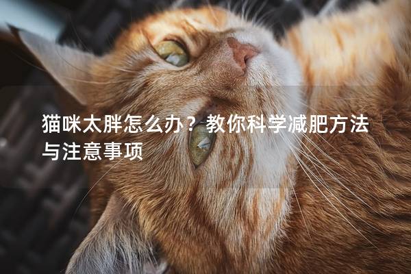 猫咪太胖怎么办？教你科学减肥方法与注意事项