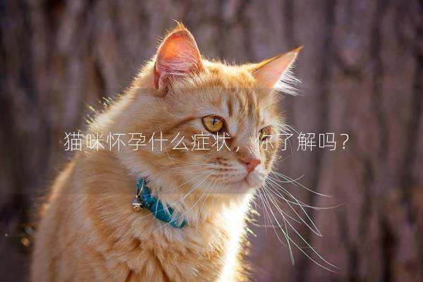 猫咪怀孕什么症状，你了解吗？