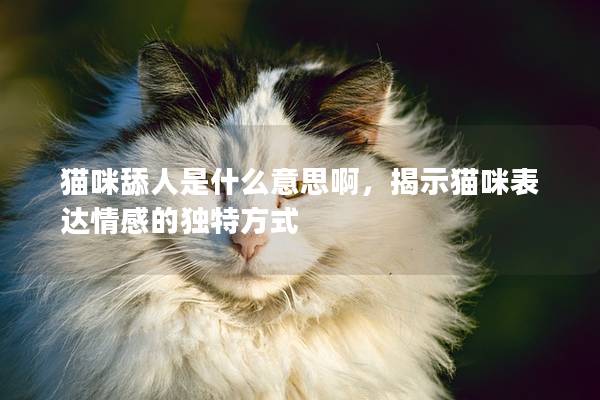 猫咪舔人是什么意思啊，揭示猫咪表达情感的独特方式