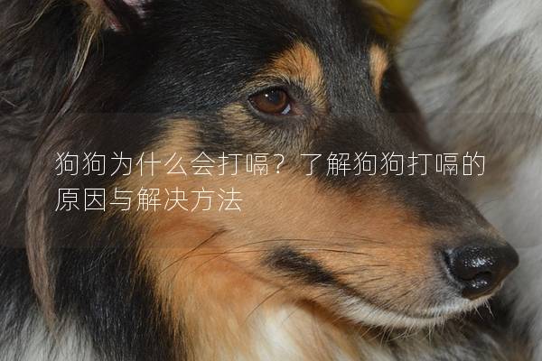 狗狗为什么会打嗝？了解狗狗打嗝的原因与解决方法