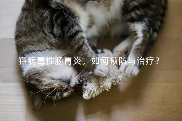 猫病毒性肠胃炎，如何预防与治疗？