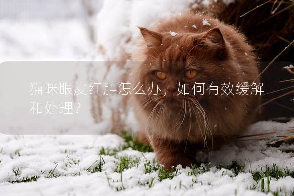 猫咪眼皮红肿怎么办，如何有效缓解和处理？