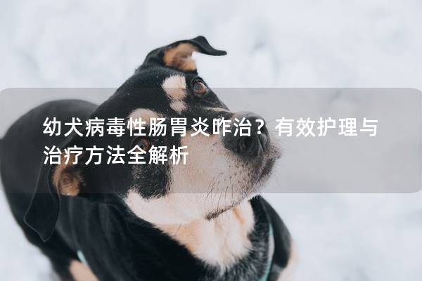 幼犬病毒性肠胃炎咋治？有效护理与治疗方法全解析