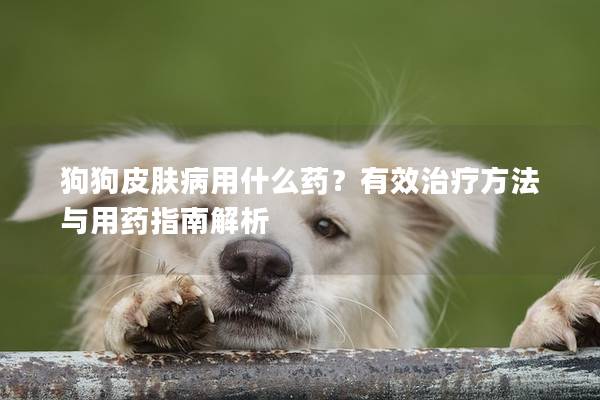 狗狗皮肤病用什么药？有效治疗方法与用药指南解析