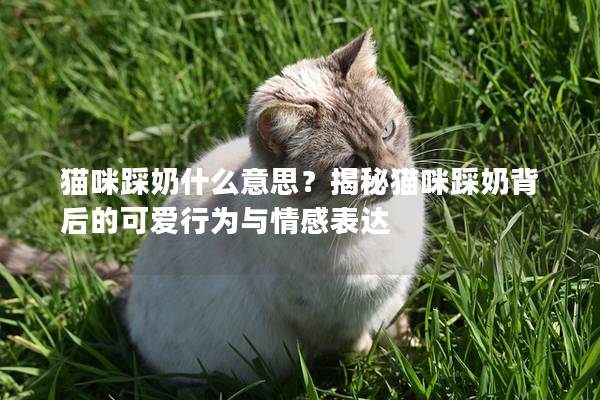 猫咪踩奶什么意思？揭秘猫咪踩奶背后的可爱行为与情感表达