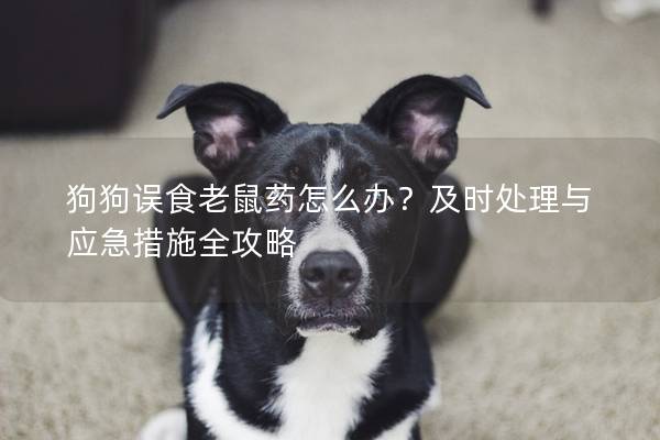 狗狗误食老鼠药怎么办？及时处理与应急措施全攻略