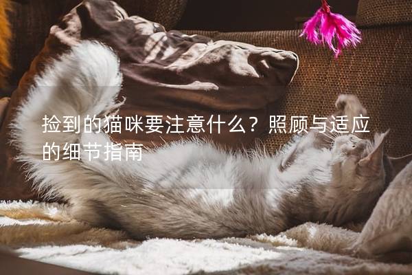 捡到的猫咪要注意什么？照顾与适应的细节指南