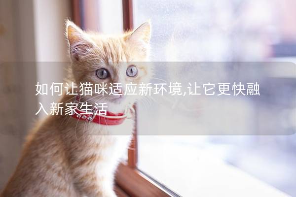 如何让猫咪适应新环境,让它更快融入新家生活