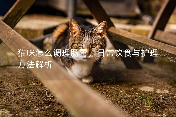 猫咪怎么调理肠胃，日常饮食与护理方法解析