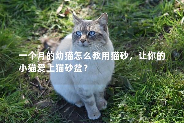 一个月的幼猫怎么教用猫砂，让你的小猫爱上猫砂盆？