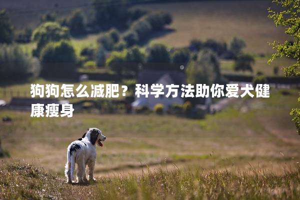 狗狗怎么减肥？科学方法助你爱犬健康瘦身