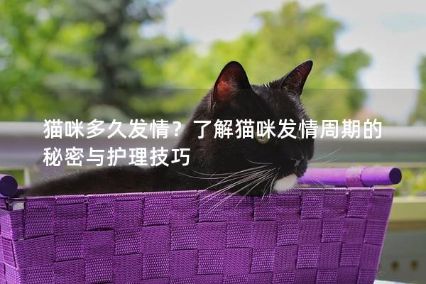 猫咪多久发情？了解猫咪发情周期的秘密与护理技巧