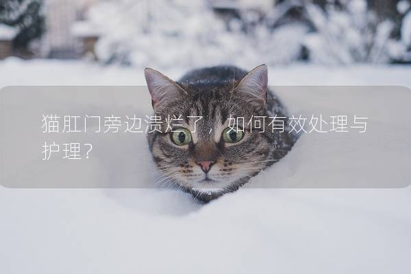 猫肛门旁边溃烂了，如何有效处理与护理？