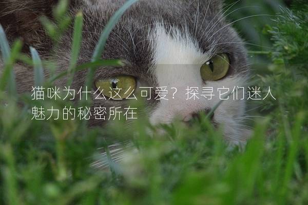 猫咪为什么这么可爱？探寻它们迷人魅力的秘密所在