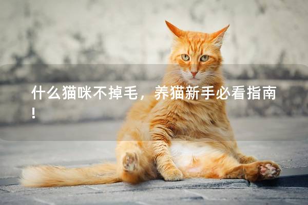 什么猫咪不掉毛，养猫新手必看指南!