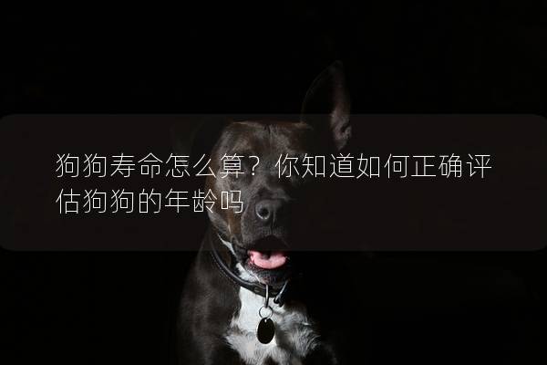 狗狗寿命怎么算？你知道如何正确评估狗狗的年龄吗