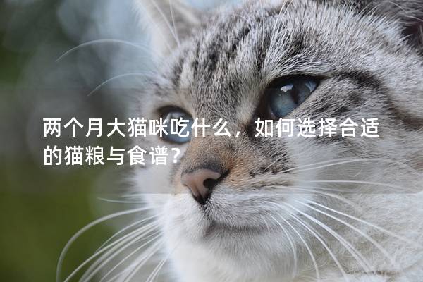 两个月大猫咪吃什么，如何选择合适的猫粮与食谱？