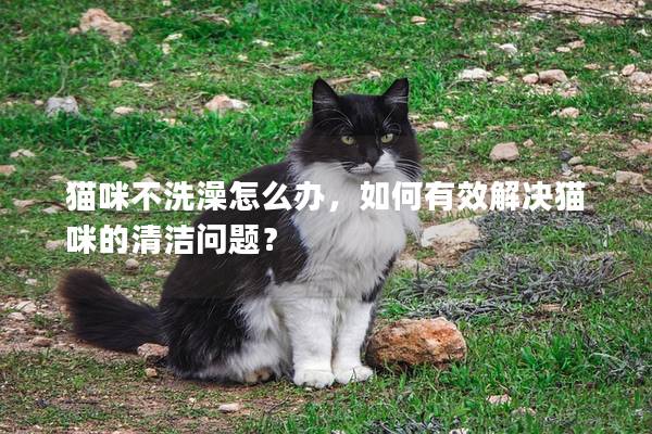 猫咪不洗澡怎么办，如何有效解决猫咪的清洁问题？