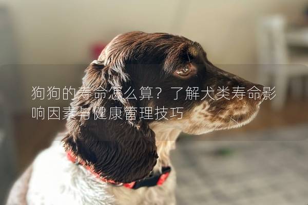 狗狗的寿命怎么算？了解犬类寿命影响因素与健康管理技巧