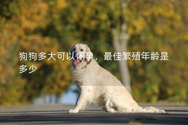 狗狗多大可以怀孕，最佳繁殖年龄是多少