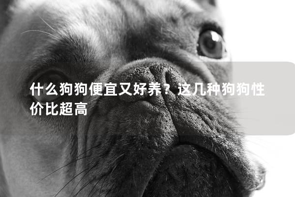 什么狗狗便宜又好养？这几种狗狗性价比超高